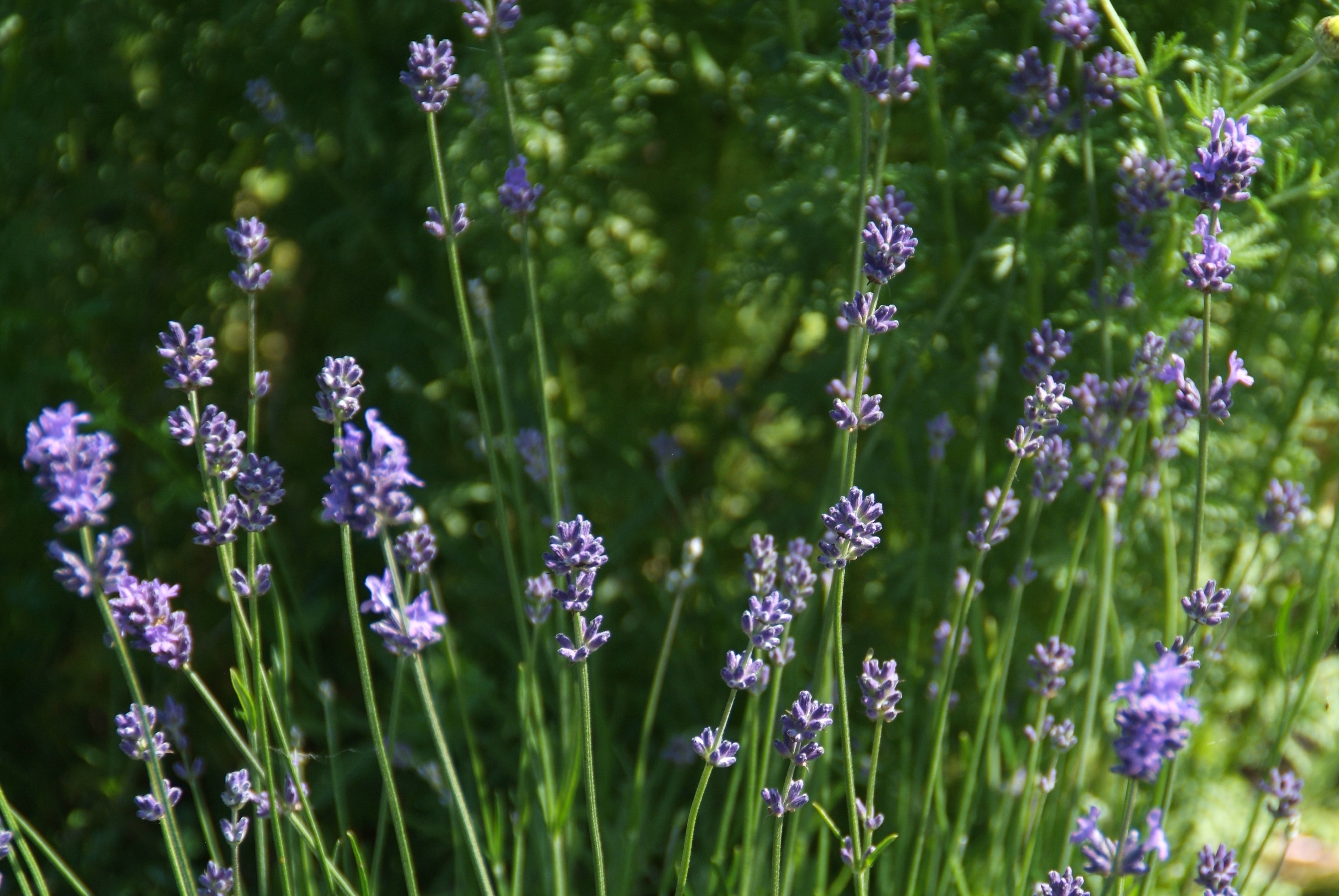 Lavandula angustifoliaLavendel bestellen